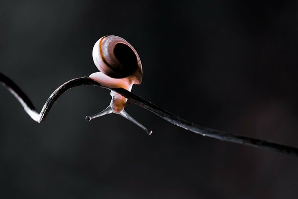 Caracol boca abajo de cerca