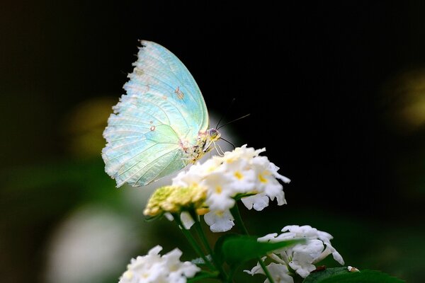 Mariposa turquesa en flores blancas