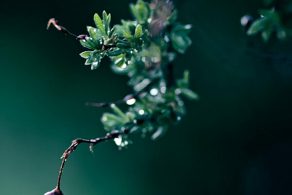 A branch with leaves and a drop of water