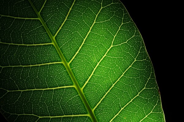 Macro green leaf with streaks