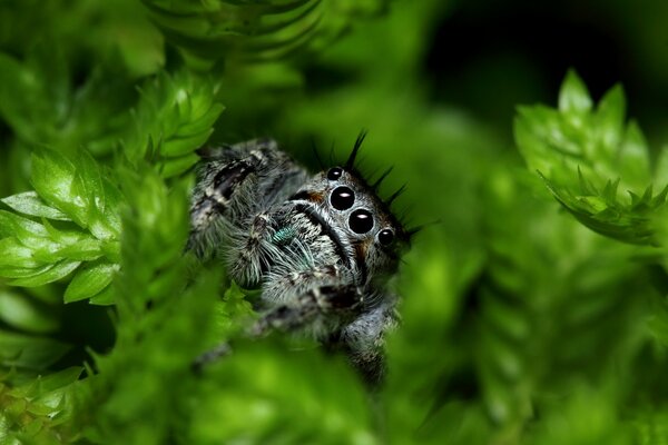 Macro. A spider peeks out from behind the grass