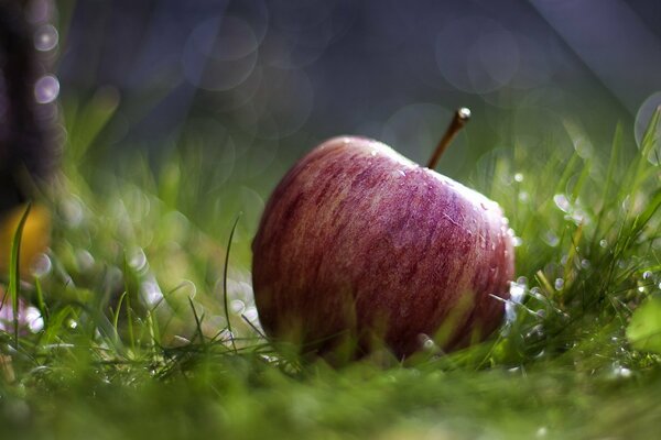 Auf dem grünen Rasen ein roter Apfel