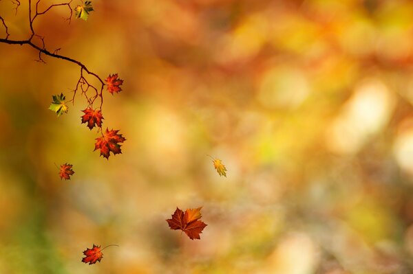 Chute d une feuille avec une branche en automne