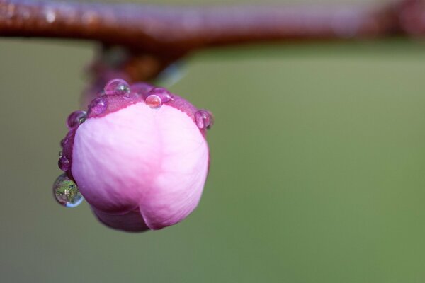 Macro. Cherry blossom bud in dew