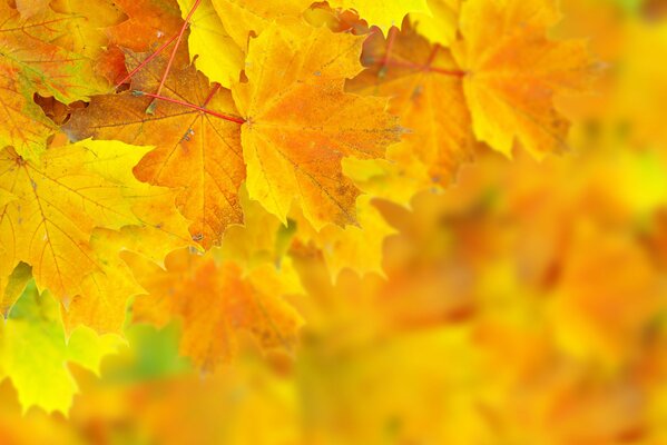 A bunch of yellow, maple leaves