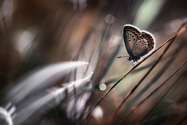 Papillon sur la tige d herbe avec effet bokeh