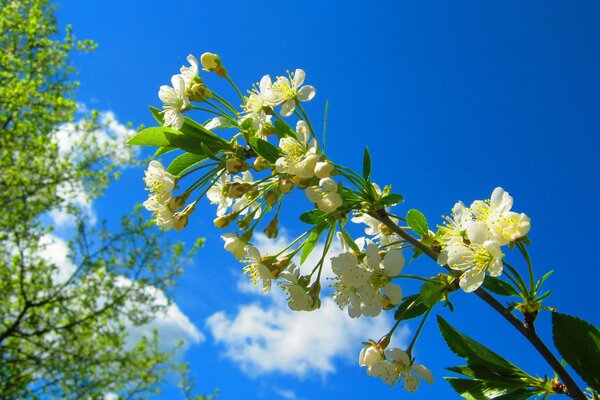 Ramita de cerezo en flor contra el cielo azul