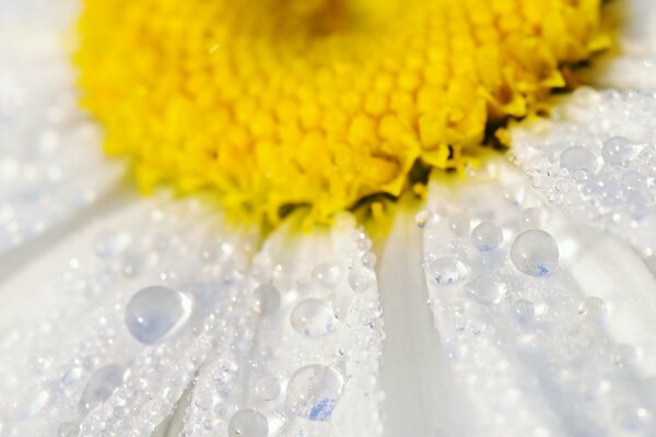 En la flor de manzanilla gotas de rocío