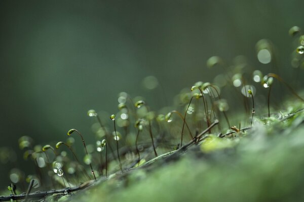 Macro. Germes dans des gouttes de rosée