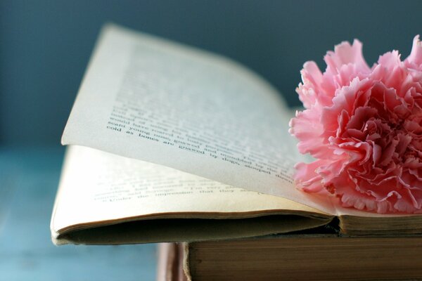 Flor en el libro en las páginas con un disparo macro