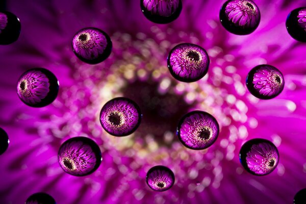 Rosa macro bolas como gotas de flores