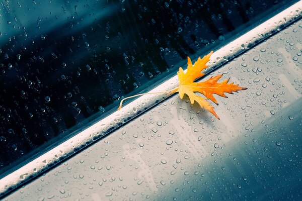 Feuille d érable jaune sur la voiture dans les gouttes de pluie