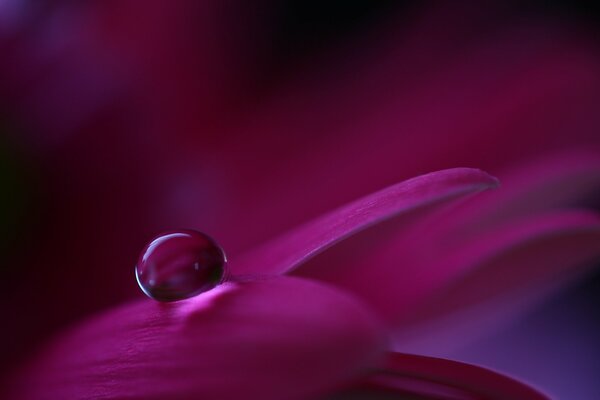 Macro photo of a drop on purple petals