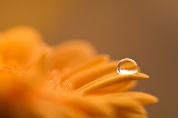 Dew drop on a gerbera petal