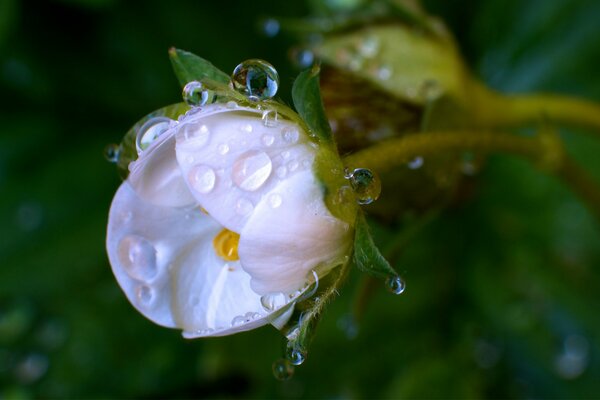 Capullo blanco con gotas de rocío