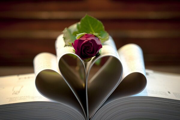 A burgundy rose on the pages of the book