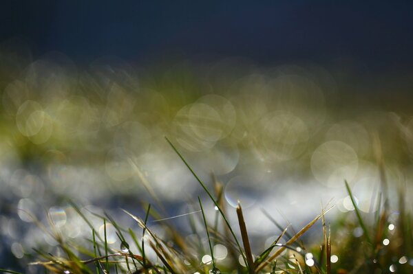 Highlights on the grass with dew drops