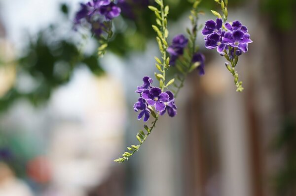 Fiori viola Duranta. Macro e sfocatura