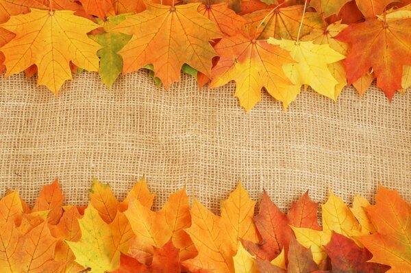 Jasne kolory jesieni na liściach