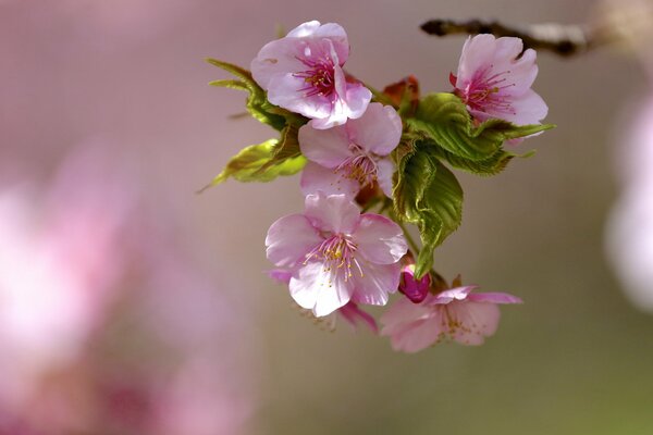 Umore primaverile. Fiore di mela rosa