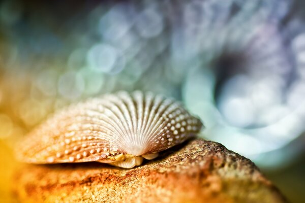 Macro fotografía de una concha de mar en la arena