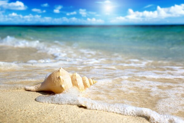 Coquillage baigné par les vagues de la mer dans les eaux peu profondes