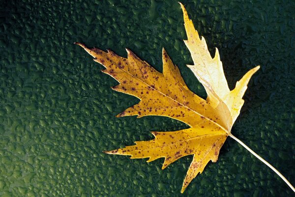 Autumn maple leaf with water drops on a green background