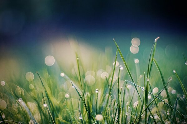 Warm dew on the grass