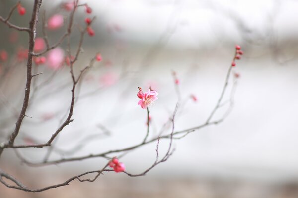 Branche de Sakura sur fond blanc