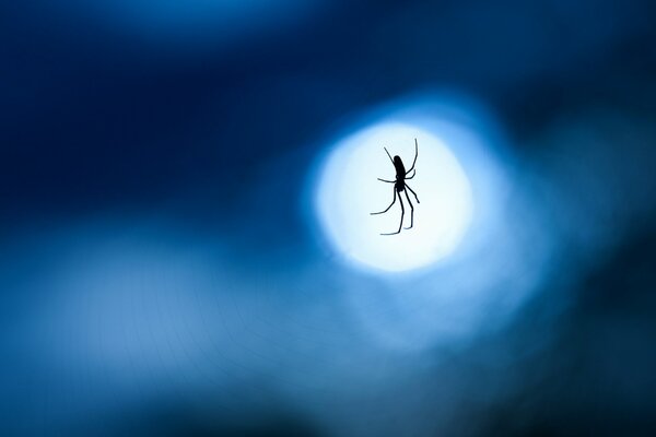 Eine Spinne auf einem Spinnennetz in der Nacht. Makrofotografie