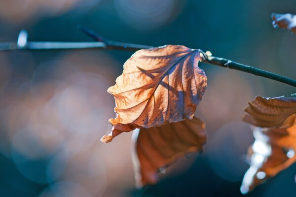 Autumn dried leaves on a branch