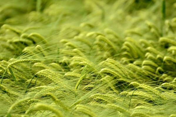 Wheat spikelets in the macro field