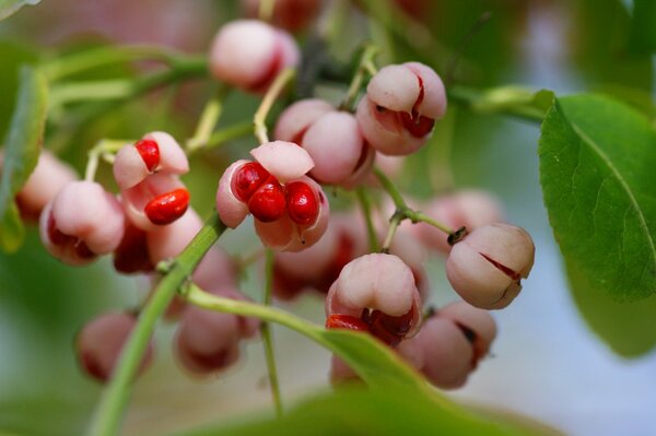 Boîtes roses avec des baies rouges