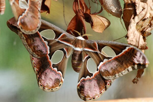 Una mariposa con agujeros en las alas se sienta en las hojas