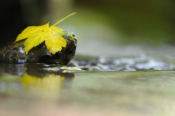 Herbstblatt auf Stein im Wasser