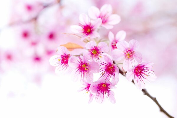 Blooming cherry branch in spring