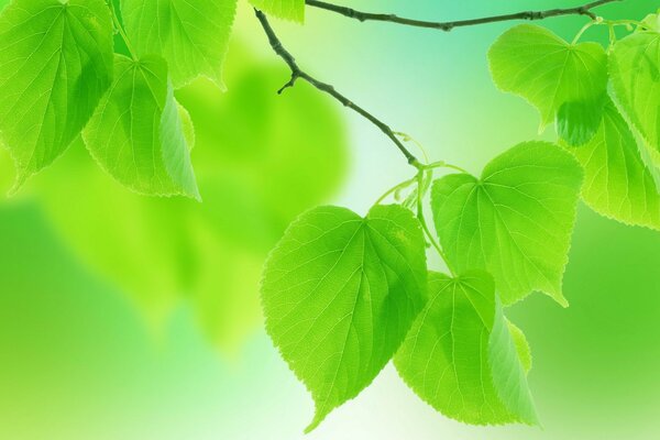Młode zielone liście w letni dzień. Makro