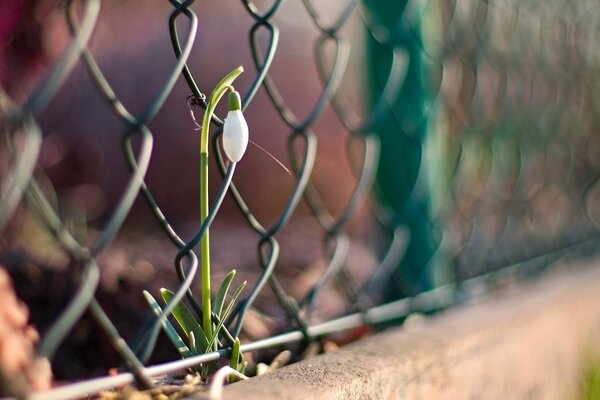Sprout at the fence. Macro photography