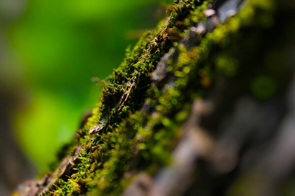 Sommer, Moos und Baum im Wald