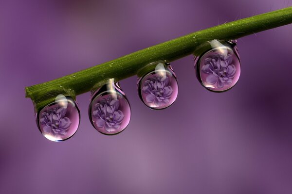 Reflection of flowers in drops after rain