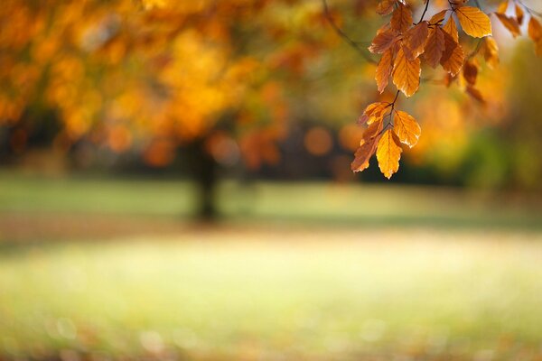 Autumn branch with foliage