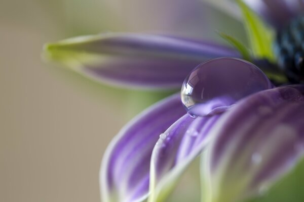 Fiore viola con goccia di rugiada