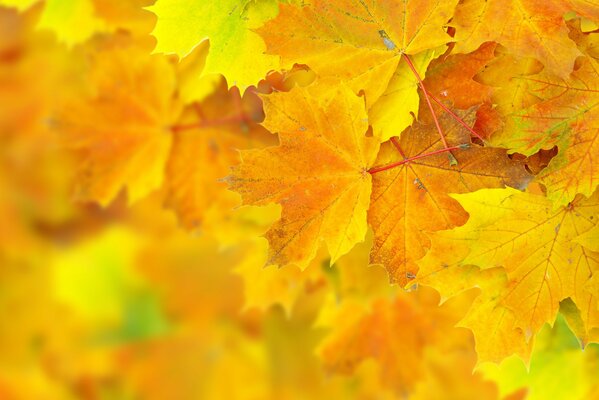 Yellow autumn maple leaves