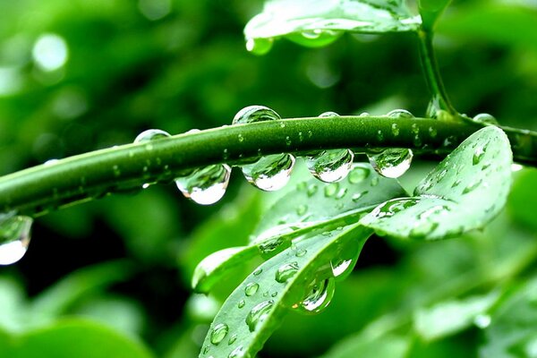 Nach dem Regen. Gewaschene Grüns