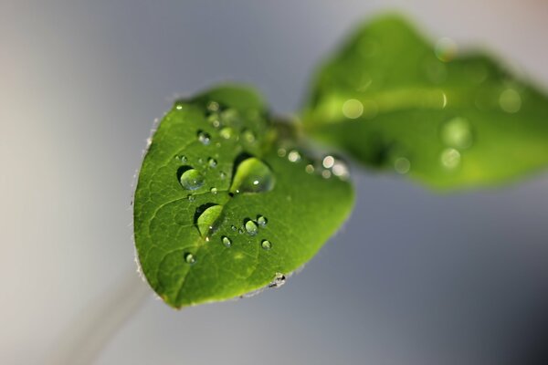 Ross en una flor verde