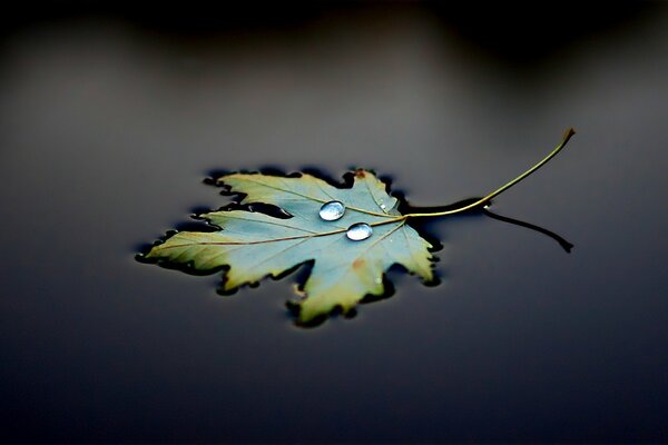 Blatt auf schwarzem Wasser mit Tröpfchen