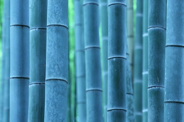 Imagen de bambú azul en la naturaleza