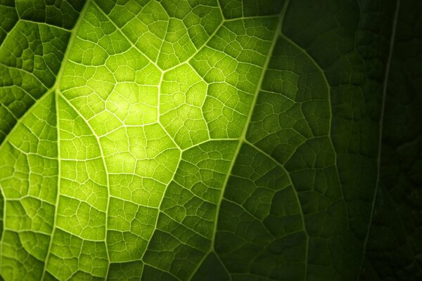 Zielone światło na żyłach liścia w trybie zdjęcia makro