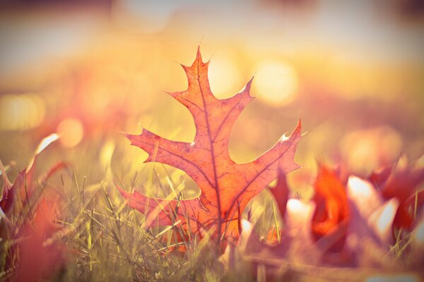 Autumn leaves blurred in bokeh style