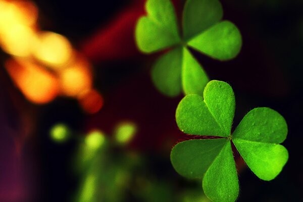 Macro photography of two clover leaves